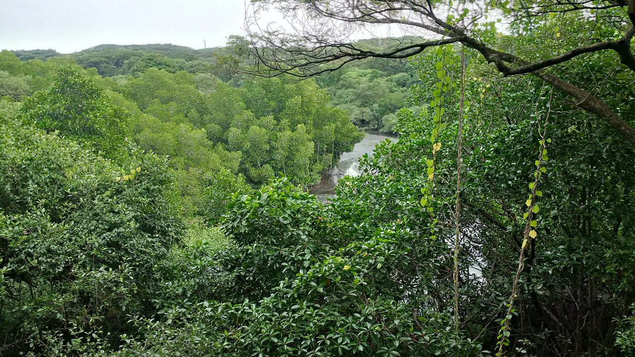 Mangalavanam Bird Sanctuary,Mangalavanam is an ecologically sensitive area situated at the centre of the Indian city of Kochi, covering about 2.74 hectares