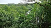 Mangalavanam Bird Sanctuary,Mangalavanam is an ecologically sensitive area situated at the centre of the Indian city of Kochi, covering about 2.74 hectares