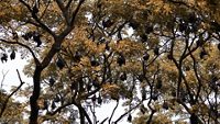 Bats hanging on a tree at Mangalavanam Bird Sanctuary, Kochi, Kerala