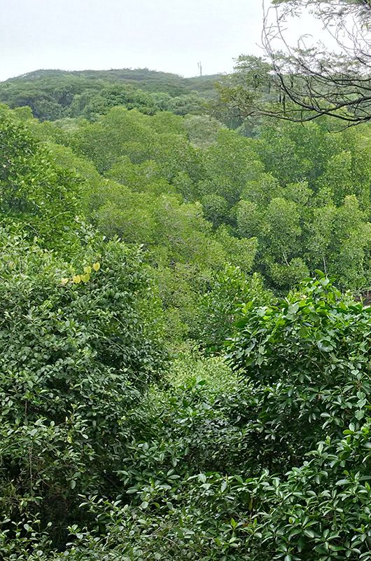 Mangalavanam Bird Sanctuary,Mangalavanam is an ecologically sensitive area situated at the centre of the Indian city of Kochi, covering about 2.74 hectares