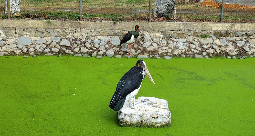 Manipur-Zoological-Garden