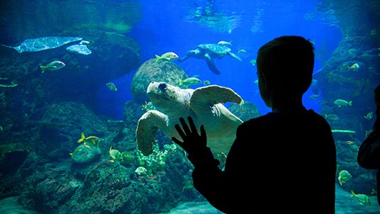 Silhouette of a young boy looking at colorful tropical reef fish and sea turtles in a large Aquarium