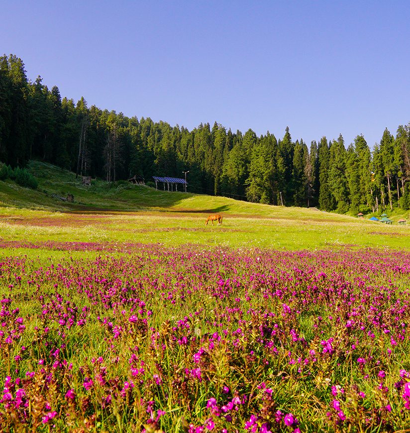 Kashmir, Gulmarg, Flower 