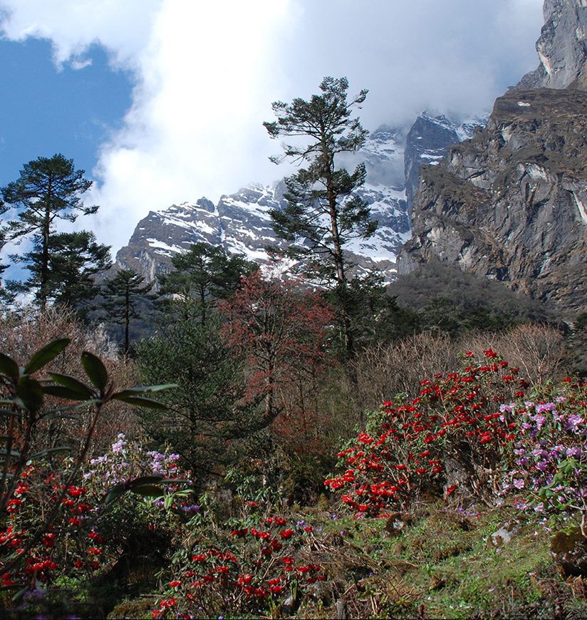 singba-rhododendron-sanctuary-mangan-sikkim-4-city-ff