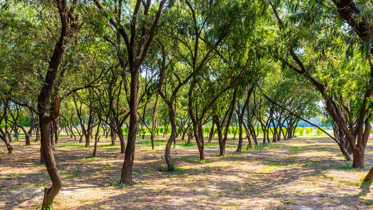 Natural beauty of the Mehtab Bagh located in Agra city on the banks of Yamuna river just opposite of Taj Mahal. Taj Mahal is one of the 7 wonders in world. Travel photography of Taj Mahal Agra - Image; Shutterstock ID 1710761419; purchase_order: -; job: -; client: -; other: -