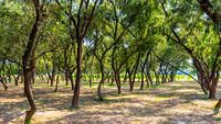 Natural beauty of the Mehtab Bagh located in Agra city on the banks of Yamuna river just opposite of Taj Mahal. Taj Mahal is one of the 7 wonders in world. Travel photography of Taj Mahal Agra - Image; Shutterstock ID 1710761419; purchase_order: -; job: -; client: -; other: -