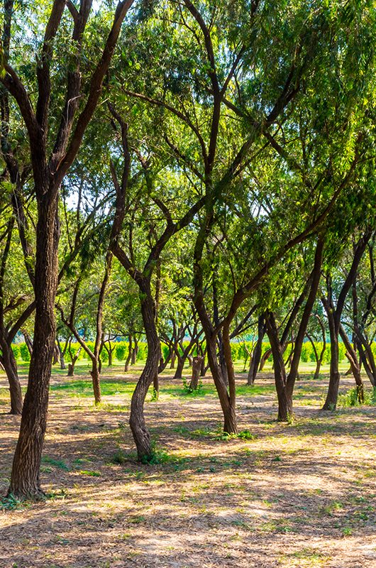 Natural beauty of the Mehtab Bagh located in Agra city on the banks of Yamuna river just opposite of Taj Mahal. Taj Mahal is one of the 7 wonders in world. Travel photography of Taj Mahal Agra - Image; Shutterstock ID 1710761419; purchase_order: -; job: -; client: -; other: -