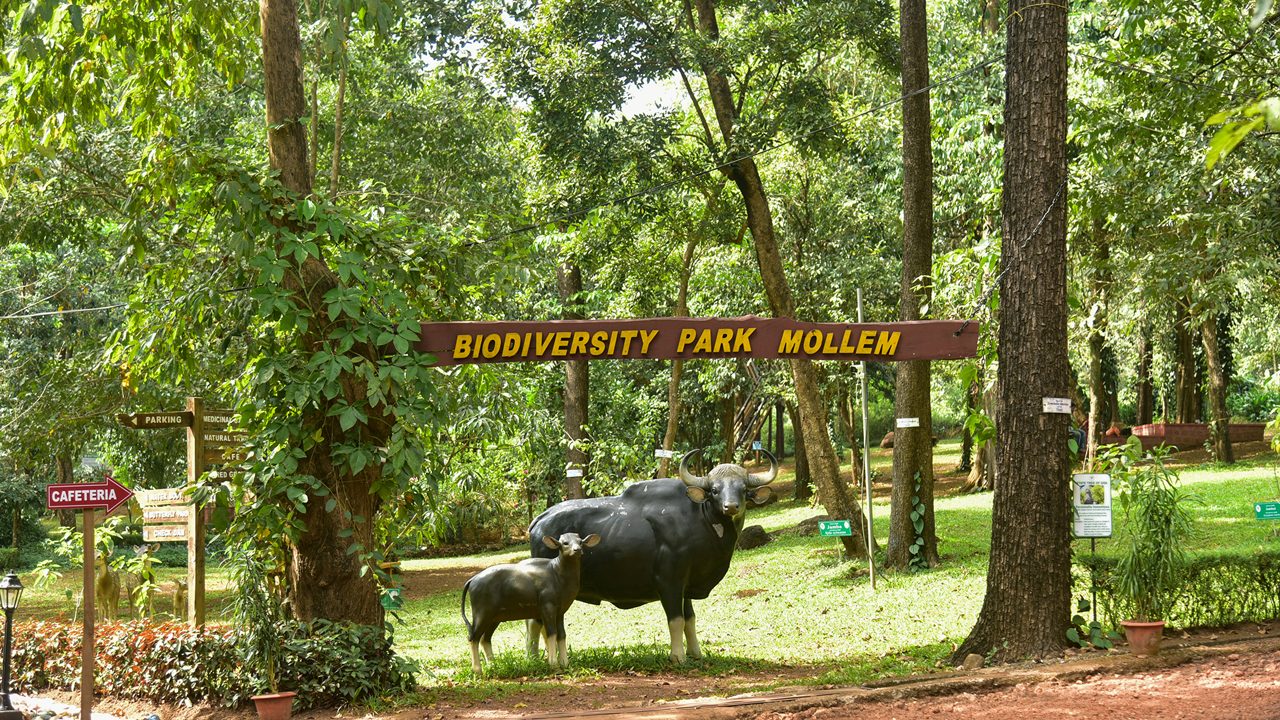 molem-national-park