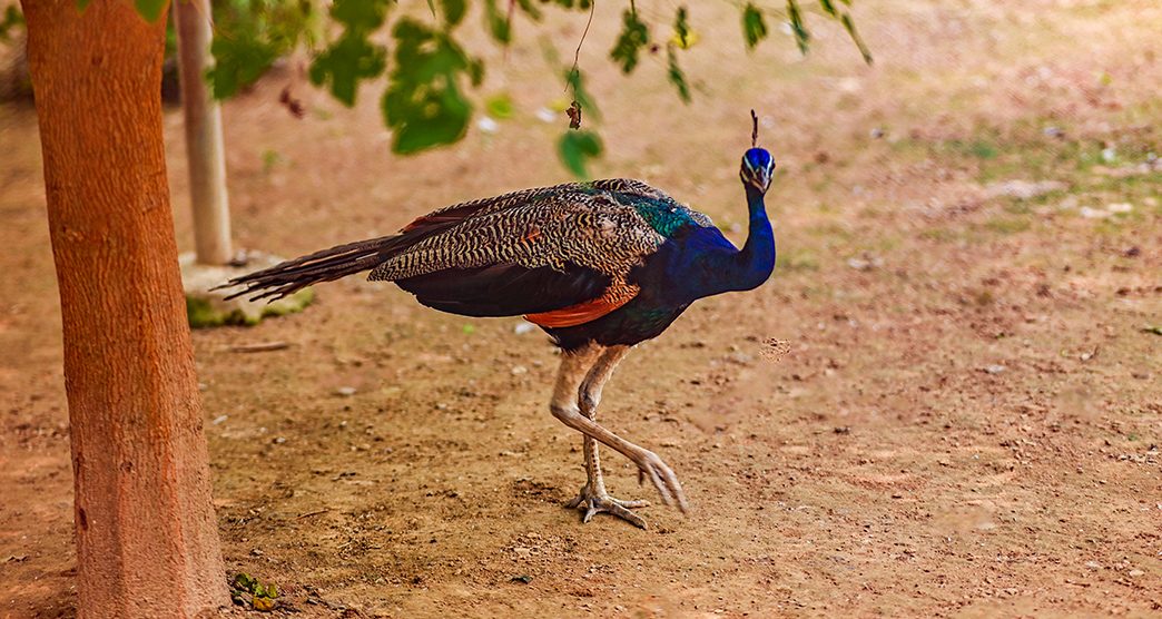 Moti-Bagh-Wildlife-Sanctuary