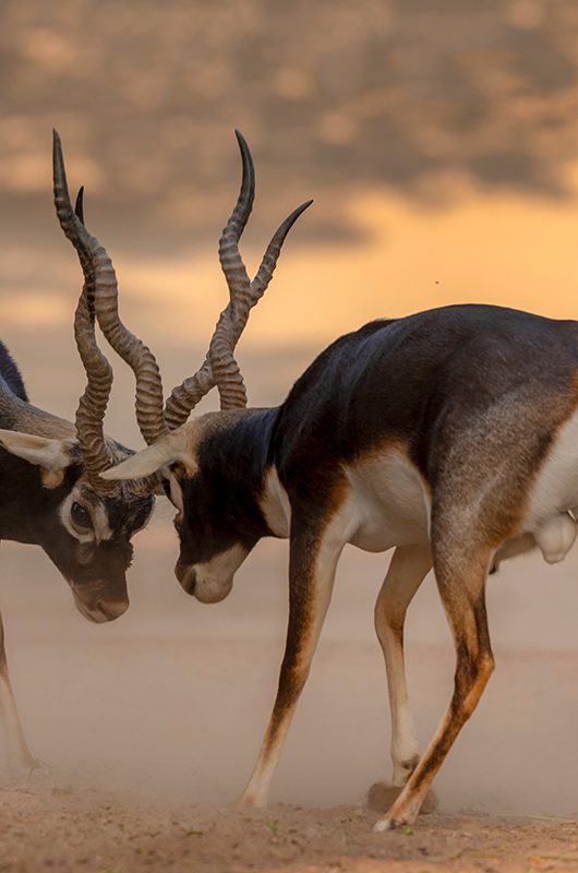 pair of anti lops in the desert ,black bucks deer fighting, The blackbuck, also known as the Indian antelope, is an antelope native to India and Nepal. It inhabits grassy plains and lightly forested