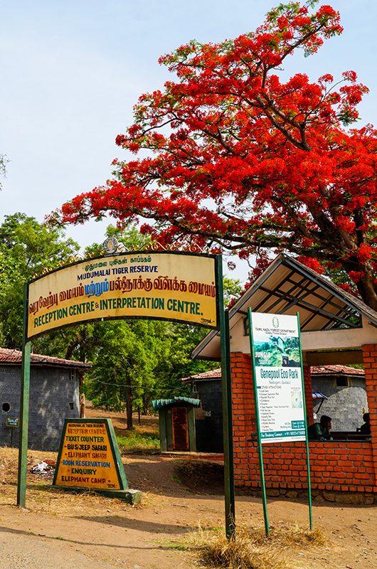 mudumalai-tiger-reserve-ooty-tamil-nadu-1-attr-nearby