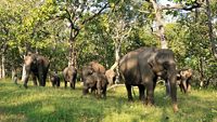 mudumalai-tiger-reserve-ooty-tamil-nadu-2-attr-hero