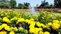 mughal-gardens-amrit-udhyan-delhi-5-attr-hero