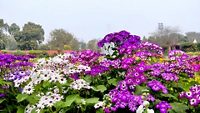 mughal-gardens-amrit-udhyan-delhi-6-attr-hero