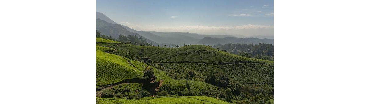 Munnar travel blog – Tourist places, best time to visit, hotels and more