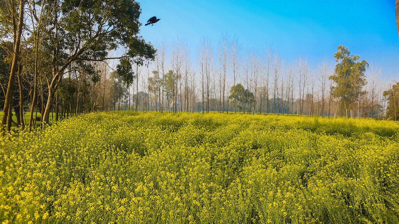 Mustard field in bloom against blue sky, indian village, countryside background - Image