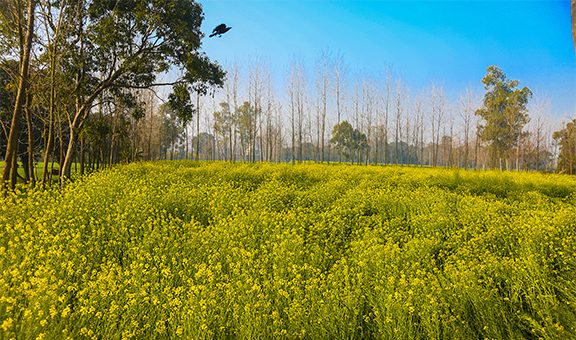 Mustard field in bloom against blue sky, indian village, countryside background - Image