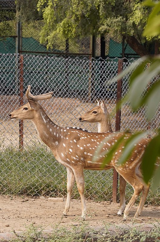 nahargarh-wildlife-sanctuary-jaipur-rajasthan-1-attr-nearby