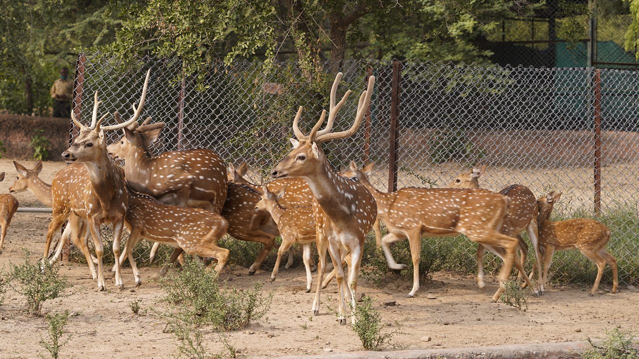 nahargarh-wildlife-sanctuary-jaipur-rajasthan-2-attr-hero