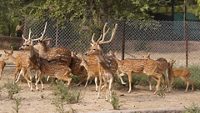 nahargarh-wildlife-sanctuary-jaipur-rajasthan-2-attr-hero