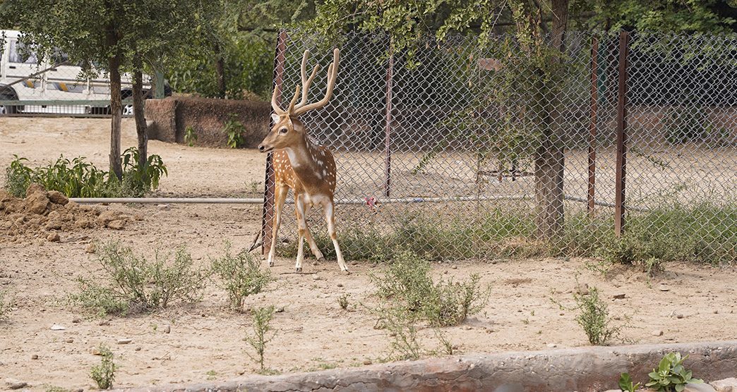 nahargarh-wildlife-sanctuary-jaipur-rajasthan-attr-about