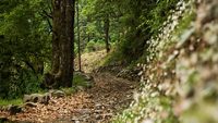 naina-peak-nainital-uttarakhand-2-attr-hero