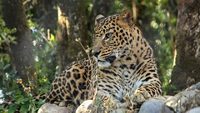 Leopard at zoo of hilly area of Nainital