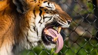 Tiger in a zoo at Nainital