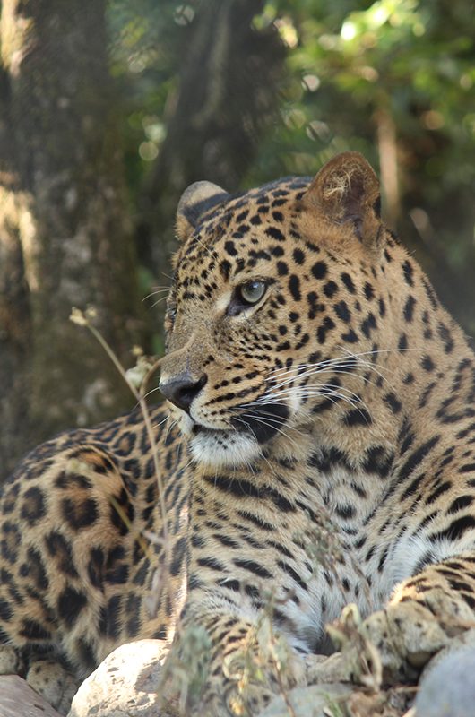 Leopard at zoo of hilly area of Nainital