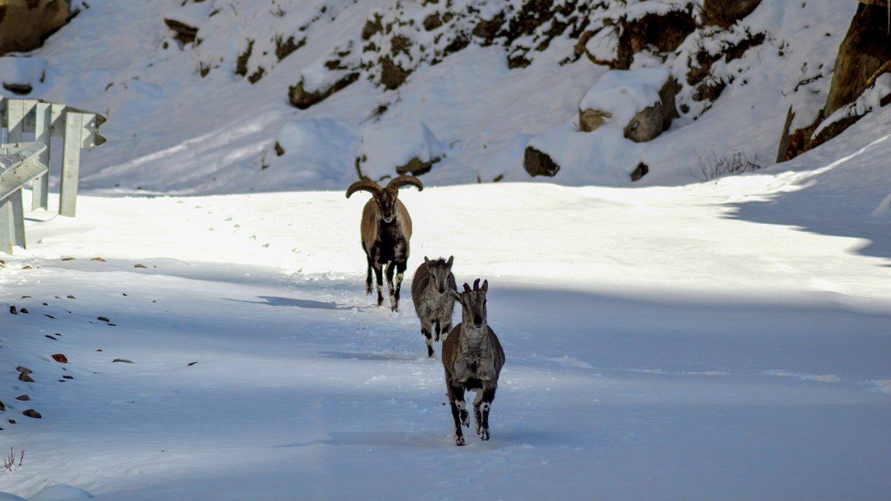 nanda-devi-national-park-badrinath-uttarakhand-1-attr-hero