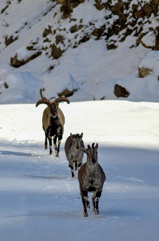 nanda-devi-national-park-badrinath-uttarakhand-1-attr-nearby