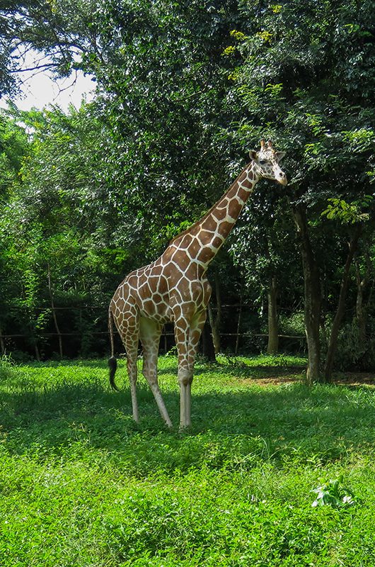 Giraffe