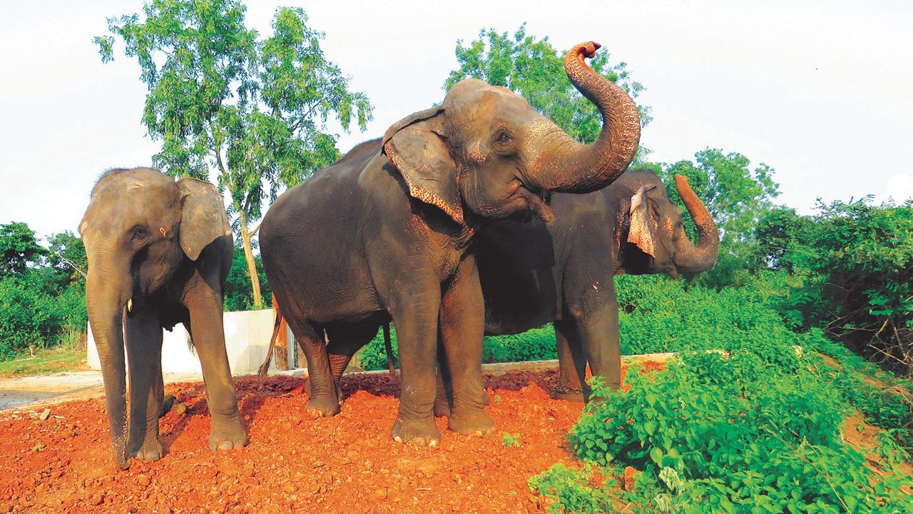 nandankanan-bhubaneshwar-odisha-1-musthead-hero