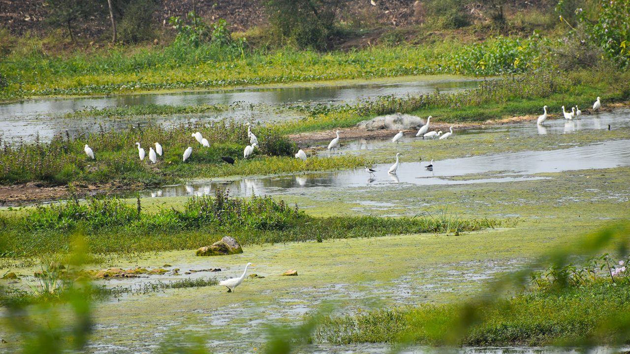 beautiful white egrets at the nandur madhyameshwar bird sanctuary in Maharashtra 