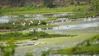 beautiful white egrets at the nandur madhyameshwar bird sanctuary in Maharashtra 