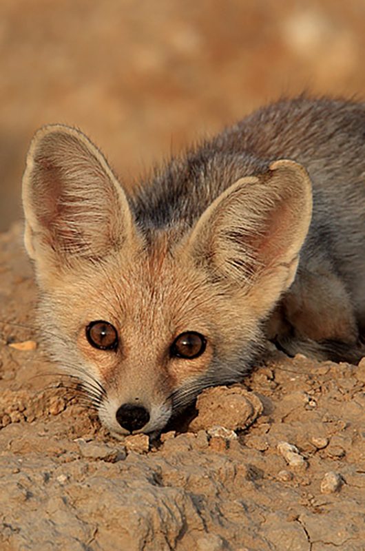 narayan-sarovar-wildlife-sanctuary