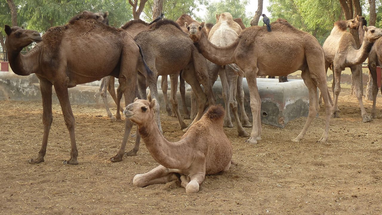 national-camel-research-centre-bikaner-rajasthan-1-attr-hero