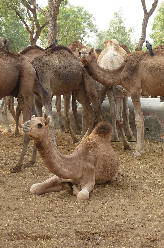 national-camel-research-centre