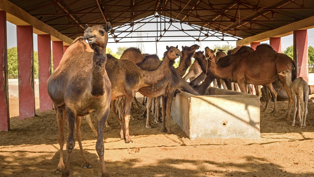 national-camel-research-centre-bikaner-rajasthan-2-attr-hero