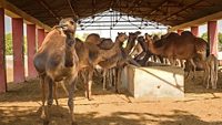 national-camel-research-centre-bikaner-rajasthan-2-attr-hero