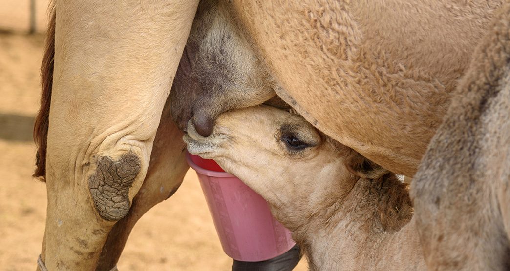 National-Camel-Research-Centre