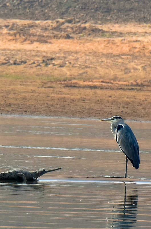 national-chambal-sanctuary-gwalior-madhya-pradesh-1-attr-nearby