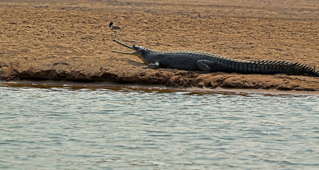 National-Chambal-Sanctuary