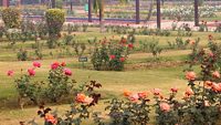 Colorful roses and other flowers in full bloom during the winter season in National Rose Garden, New Delhi