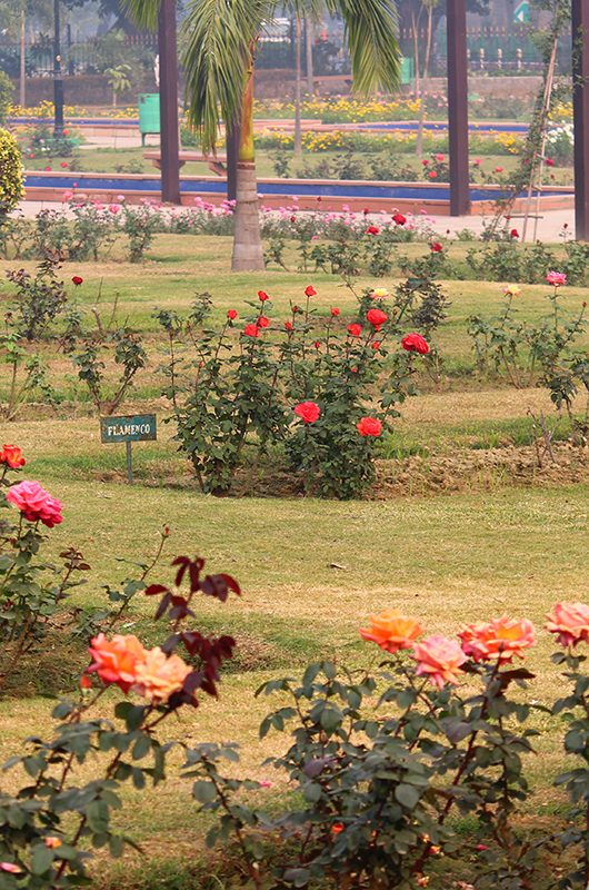 Colorful roses and other flowers in full bloom during the winter season in National Rose Garden, New Delhi