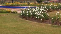 Flowers in National Rose Garden, New Delhi