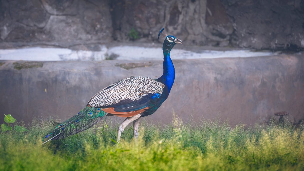 national-zoological-park-delhi-1-attr-hero