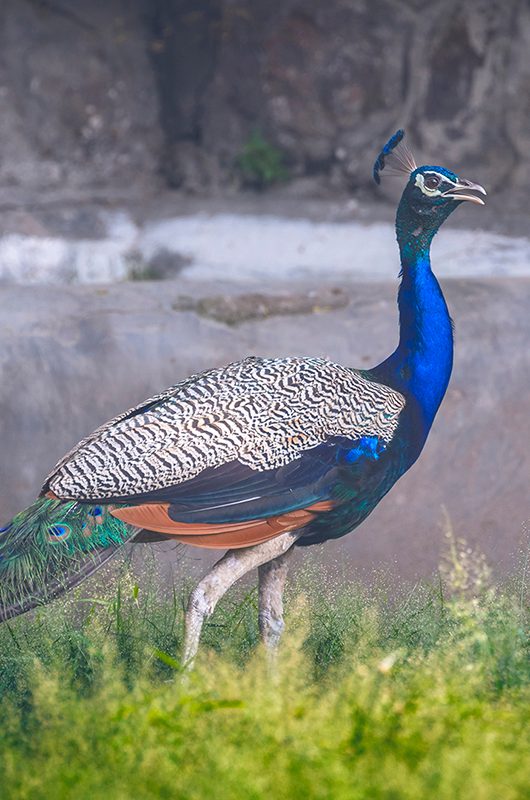 national-zoological-park-delhi-1-attr-nearby
