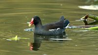 nawabganj-bird-sanctuary-lucknow-uttar-pradesh-3-attr-hero