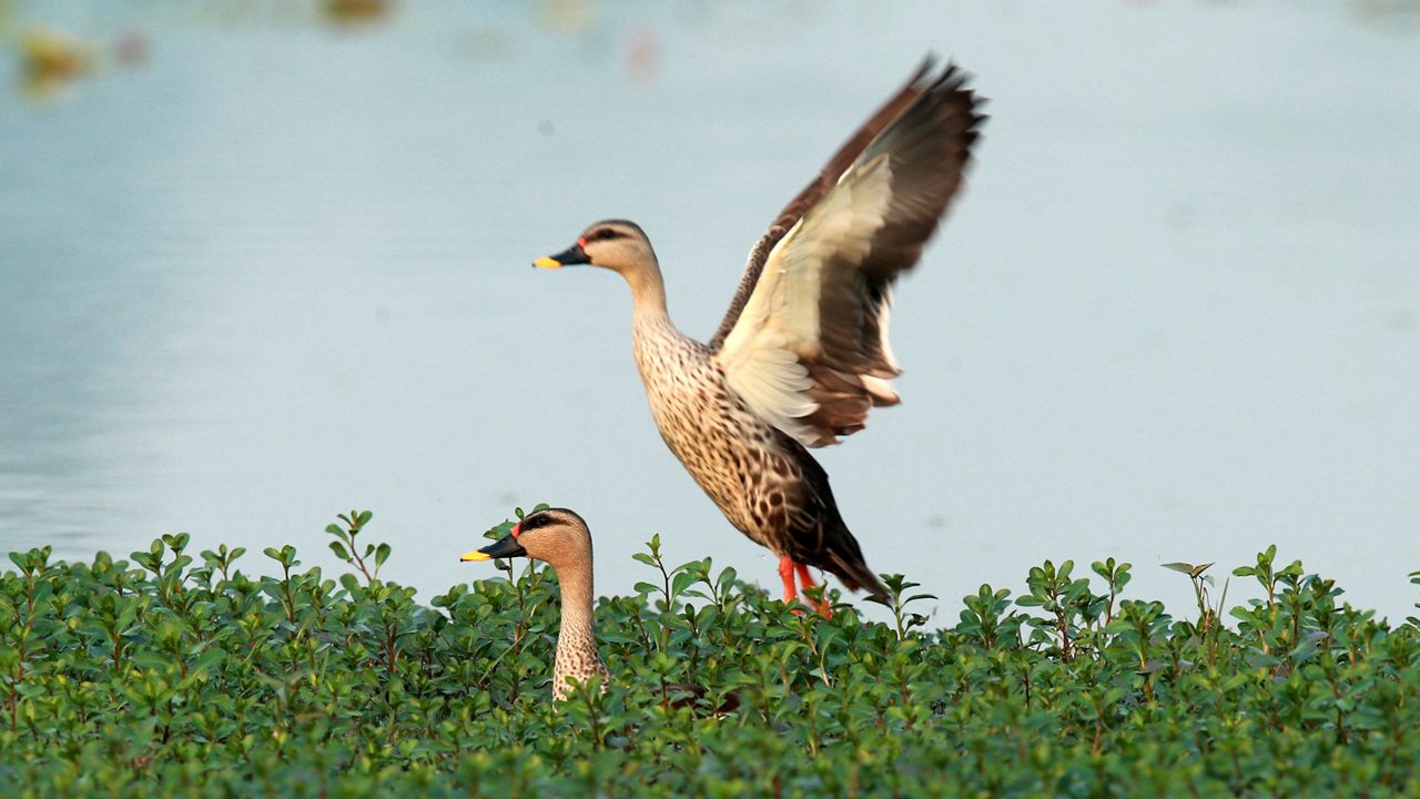 nawabganj-bird-sanctuary-lucknow-uttar-pradesh-4-attr-hero